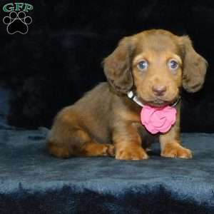 Alice- mini, Dachshund Puppy